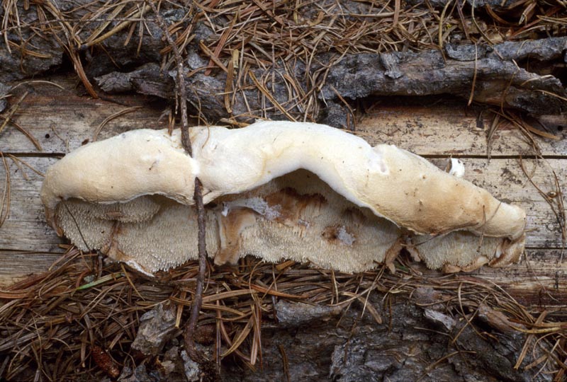 Oligoporus leucospongia